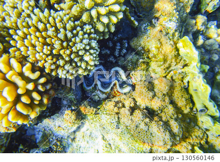 Staghorn coral Acropora, lobed coral Porites and encrusting coral Montipora with giant clam Tridacna Staghorn coral Acropora, lobed coral Porites and encrusting coral Montipora with giant clam Tridacna 130560146