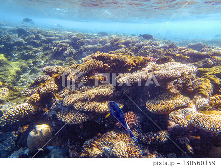 Wide coral field with table coral Acropora, brain coral Diploria and lobed coral Porites in shallow 130560159
