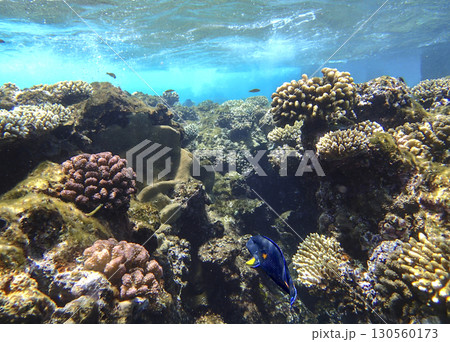 Brain coral Diploria, lobed coral Porites, staghorn coral Acropora, finger coral Porites compressa Brain coral Diploria, lobed coral Porites, staghorn coral Acropora, finger coral Porites compressa 130560173