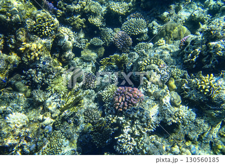 Colorful coral reef ecosystem in the Red Sea, filled with diverse corals and marine organisms. Colorful coral reef ecosystem in the Red Sea, filled with diverse corals and marine organisms. 130560185