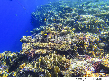 Colorful reef in Red sea Egypt with table coral Acropora, leaf coral Pavona, brain coral Diploria, 130560187