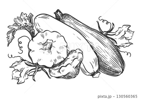 Vector composition with zucchini and pattypan squash. Ripe vegetable, leaves and flowers in engraving technique. Ink sketch of squash on white background. Clipart for farm product design. 130560365