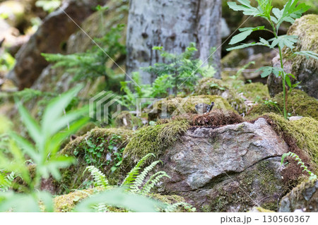 苔むした岩場に姿を見せるナキウサギ 130560367