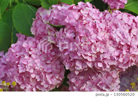 Lush flowering bush of pink hydrangea 130560520
