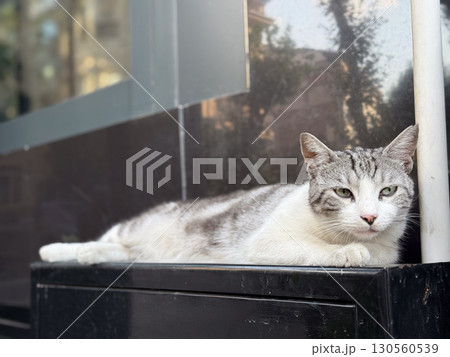 Gray striped cat lying on black surface. Urban lifestyle, feline presence, and animal behavior expressing comfort, calm observation, and companionship in city environment. 130560539