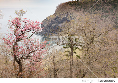 ウトロ海岸と桜の春景色 ウトロ海岸と桜の春景色 130560665