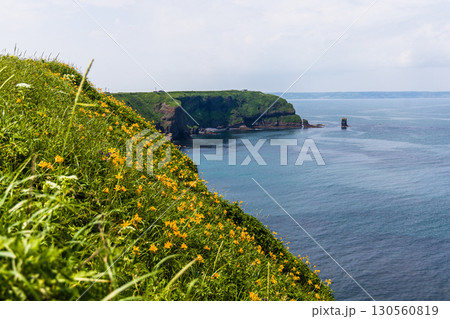【北海道_厚岸郡_霧多布岬】切り立つ断崖と岩礁に咲き乱れるエゾカンゾウ 130560819