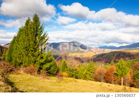 beautiful mountain countryside landscape in autumn. sky with clouds. fantastic carpathians outdoor background for travel. sunny day. spectacular carpathian wonderland with fir and yellow alps 130560837