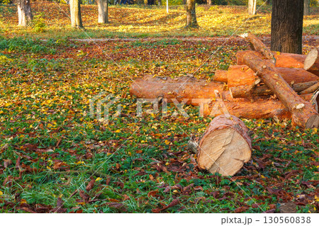 lumber logs on lawn with leaves in city park. fresh cut trees in autumn lumber logs on lawn with leaves in city park. fresh cut trees in autumn 130560838