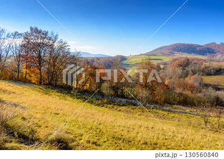 rural landscape in autumn. trees on rolling hills. scenic view of transcarpathia countryside in fall season. scenery on a sunny day with blue sky rural landscape in autumn. trees on rolling hills. scenic view of transcarpathia countryside in fall season. scenery on a sunny day with blue sky 130560840
