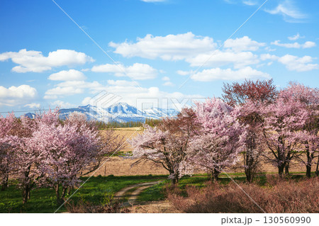 富良野麓郷の農道と満開の桜並木 130560990