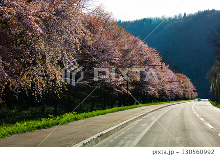 富良野麓郷の農道と満開の桜並木 130560992