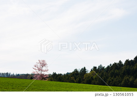 富良野麓郷のかくれ一本桜と春の田園風景 130561055