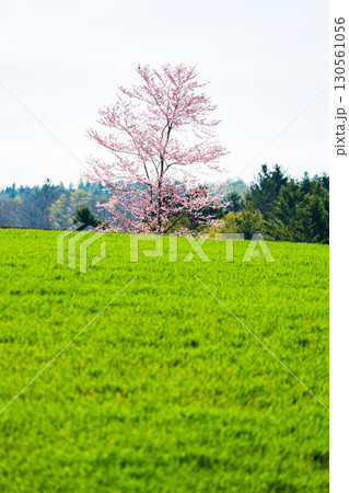 富良野麓郷のかくれ一本桜と春の田園風景 130561056