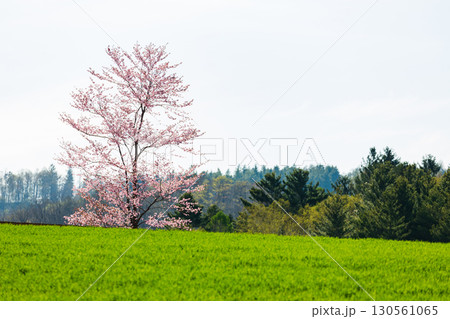 富良野麓郷のかくれ一本桜と春の田園風景 130561065