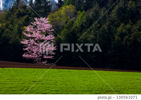 富良野麓郷のかくれ一本桜と春の田園風景 富良野麓郷のかくれ一本桜と春の田園風景 130561071