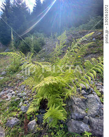 Fern plant thriving on a rocky hillside in a lush forest, natural sunlight and sunrays beaming  130561072