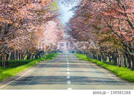 日高育成牧場の桜並木と春の絶景 日高育成牧場の桜並木と春の絶景 130561168