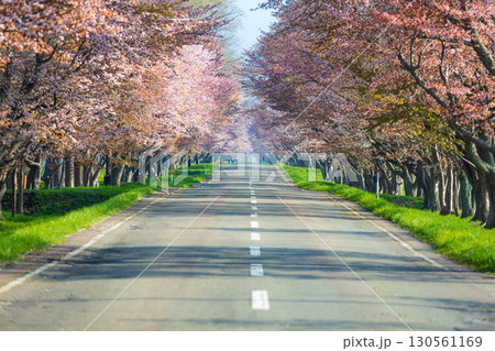 日高育成牧場の桜並木と春の絶景 130561169