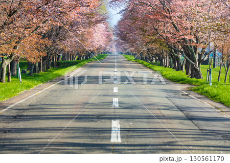 日高育成牧場の桜並木と春の絶景 日高育成牧場の桜並木と春の絶景 130561170