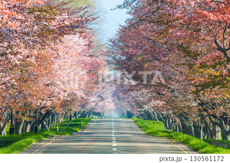 日高育成牧場の桜並木と春の絶景 130561172