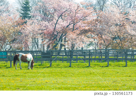 日高育成牧場の桜並木と春の絶景 日高育成牧場の桜並木と春の絶景 130561173