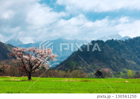日高 天馬街道に咲く一本桜と春の田園風景 130561250