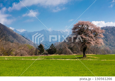 日高 天馬街道に咲く一本桜と春の田園風景 130561266