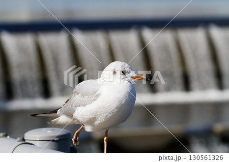 宿河原堰の水流を背景に佇むカモメ|都市の自然との共存 宿河原堰の水流を背景に佇むカモメ|都市の自然との共存 130561326