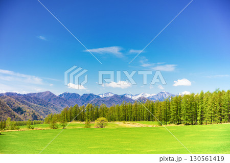 中札内の牧場に咲く桜と春の田園風景 130561419