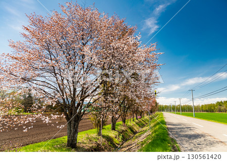 中札内の牧場に咲く桜と春の田園風景 130561420