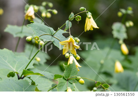 開花時期が来たキレンゲショウマ 130561550