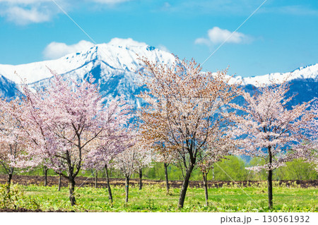 中札内の春景色と満開の桜 130561932