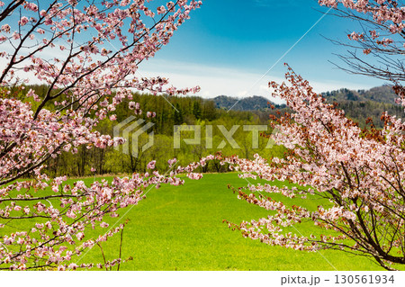 中札内の春景色と満開の桜 中札内の春景色と満開の桜 130561934