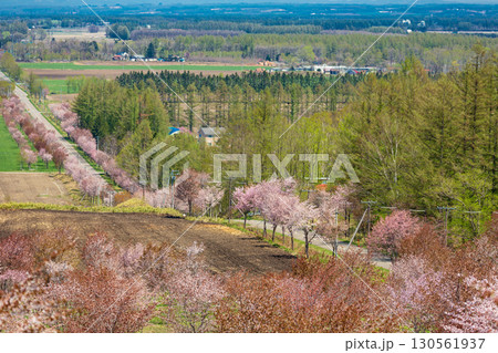 中札内の春景色と満開の桜 中札内の春景色と満開の桜 130561937