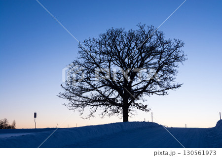 冬の夕暮れの空と冬木立 130561973