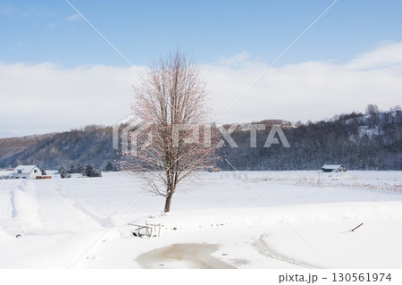 冬の池の畔に立つ赤い実を付けたナナカマド 130561974