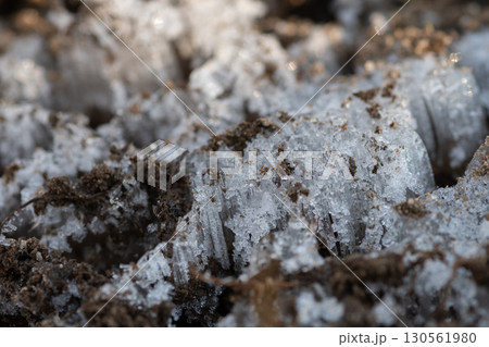 冬の寒い朝の霜柱 130561980