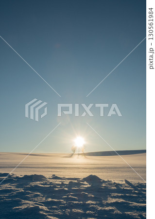 夕暮れの雪原に立つ冬木立 美瑛町 夕暮れの雪原に立つ冬木立 美瑛町 130561984
