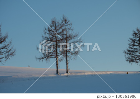 夕暮れの雪原の冬木立と青空 130561986