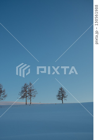 夕暮れの雪原の冬木立と青空 130561988