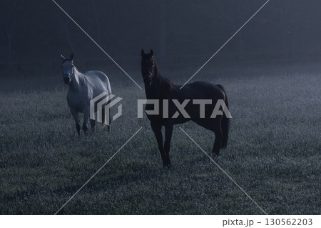 朝もやの牧場に佇む馬のシルエット 朝もやの牧場に佇む馬のシルエット 130562203