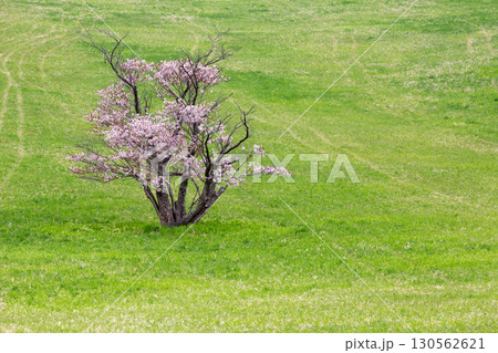 室蘭の芝生に咲く一本桜 130562621