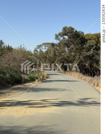 Walking path in public park, eucalyptus, fir, spruce, deciduous trees. Concrete pathway in park leading to road. Dirt path through a forest of trees. 130562634