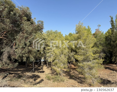 Walking path in public park, eucalyptus, fir, spruce, deciduous trees. Concrete pathway in park leading to road. Dirt path through a forest of trees. 130562637