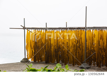 昆布干し風景 昆布干し風景 130562644