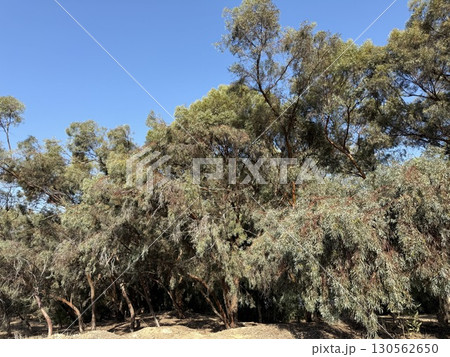 Walking path in public park, eucalyptus, fir, spruce, deciduous trees. Concrete pathway in park leading to road. Dirt path through a forest of trees. 130562650