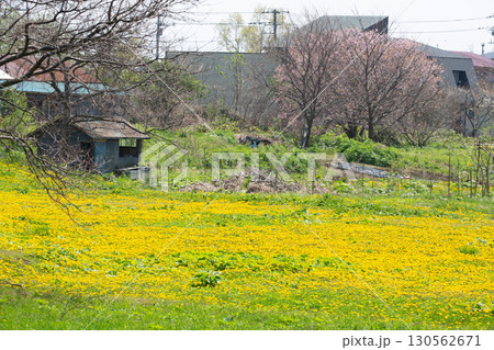 道南の春景色と桜咲く農村風景 130562671