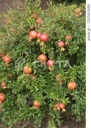 Fruit tree with pomegranate fruit in summer. Rays of sunlight and light. Nature and harvest in summer. Farm and garden.  130562699