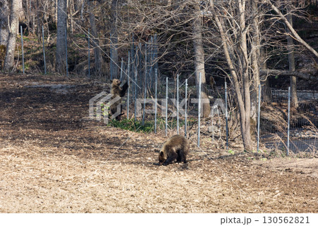 野生のヒグマと農業被害の現場 野生のヒグマと農業被害の現場 130562821